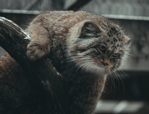 The Universal Lessons Cats Teach Us